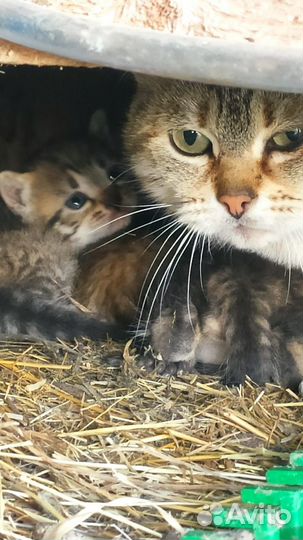 Крысоловы котята