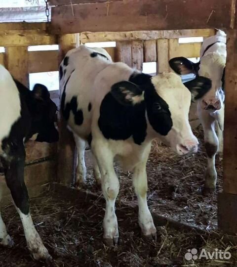 Телята бычки