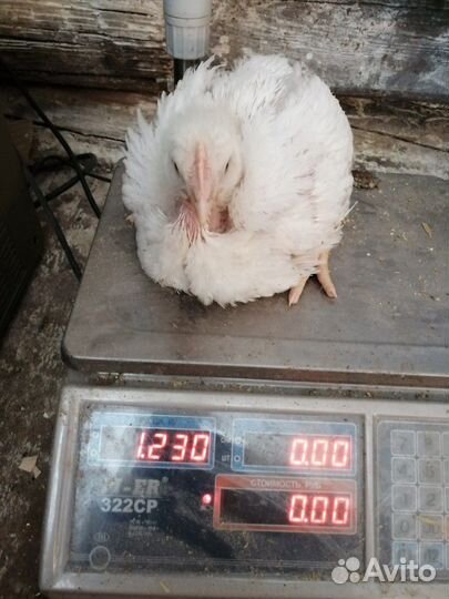 Бройлер,Индюки