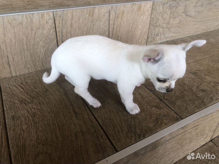 Щенки чихуахуа мини