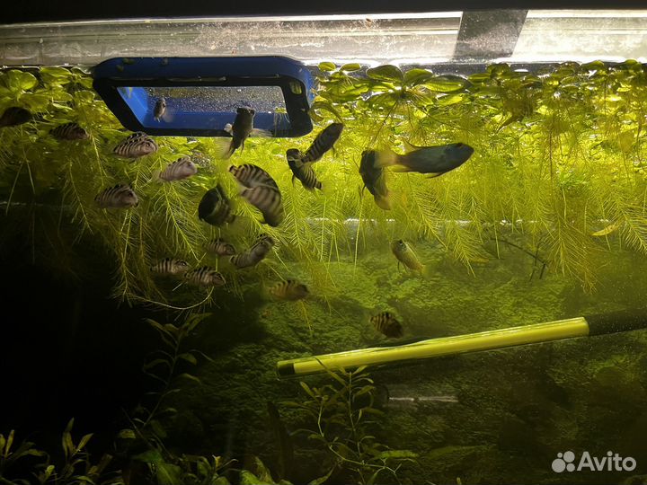 Цихлозома чернополосая и растения