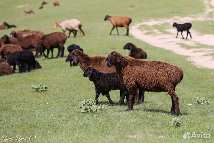 Живые бараны, ягнята, овцы