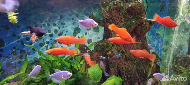 Аквариумные рыбки