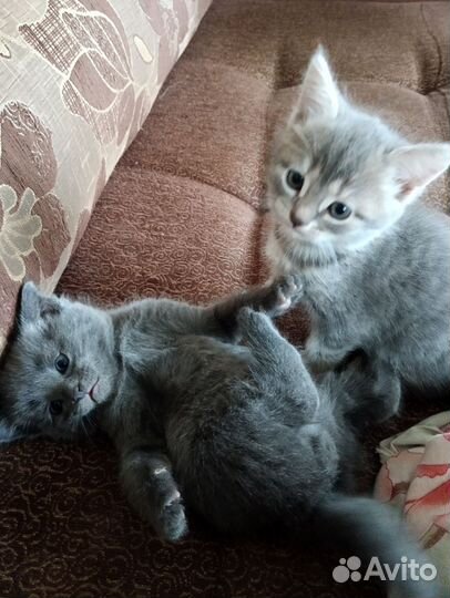Котята в добрые руки бесплатно