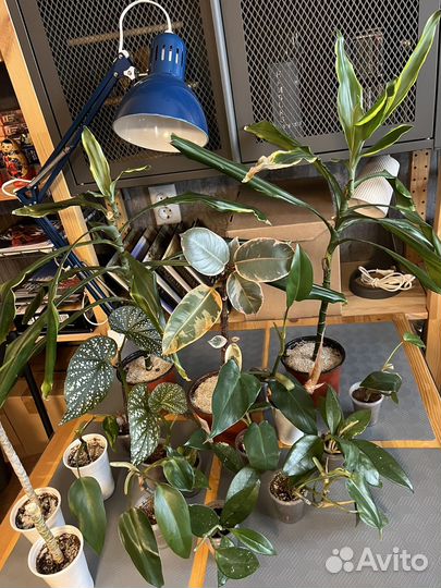 Комнатные растения