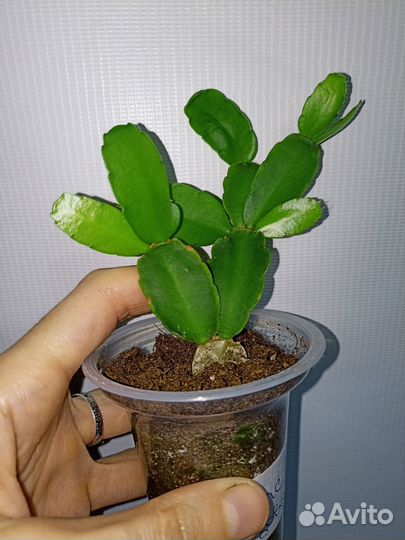 Рипсалидопсис Пасхальник Пасхальный кактус Хатиора