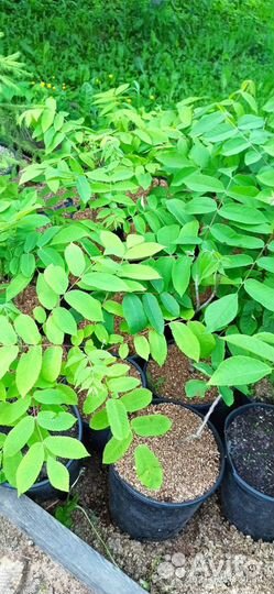 Саженцы ореха маньчжурского Juglans mandshurica