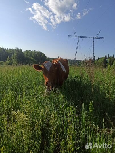 Корова дойная
