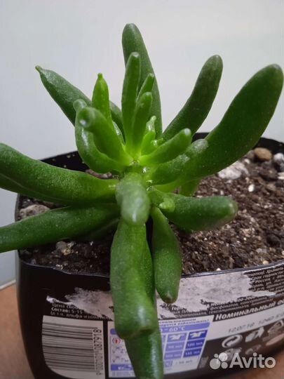 Крассула хоббит