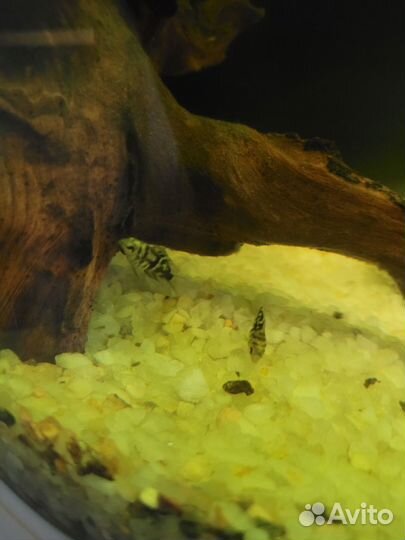 Аквариум с рыбками