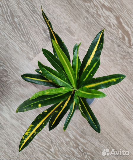 Кодиеум Кротон