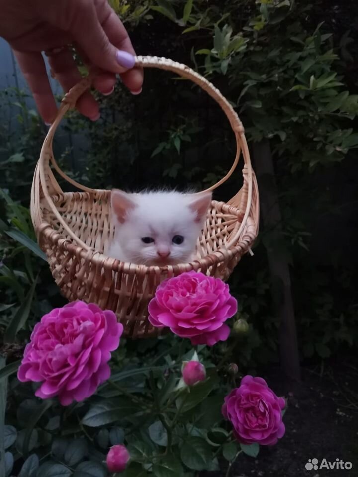 Котята