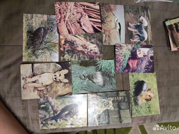 Открытки с животными