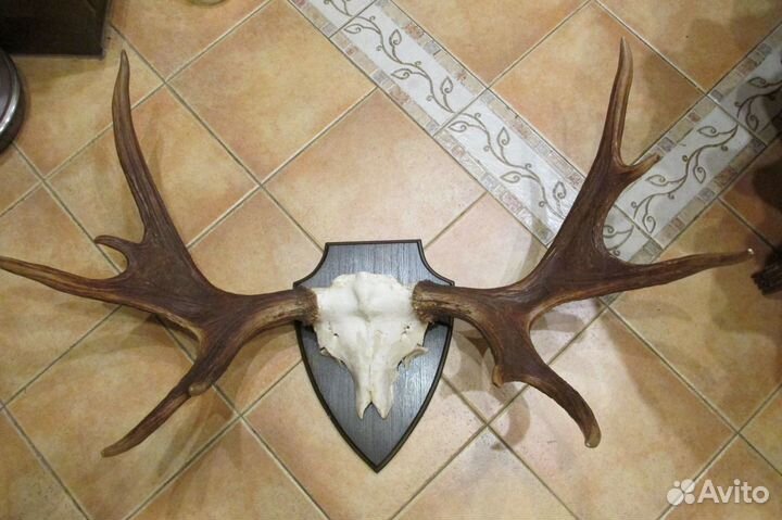 Череп лося с рогами