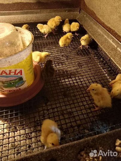 Перепела суточные