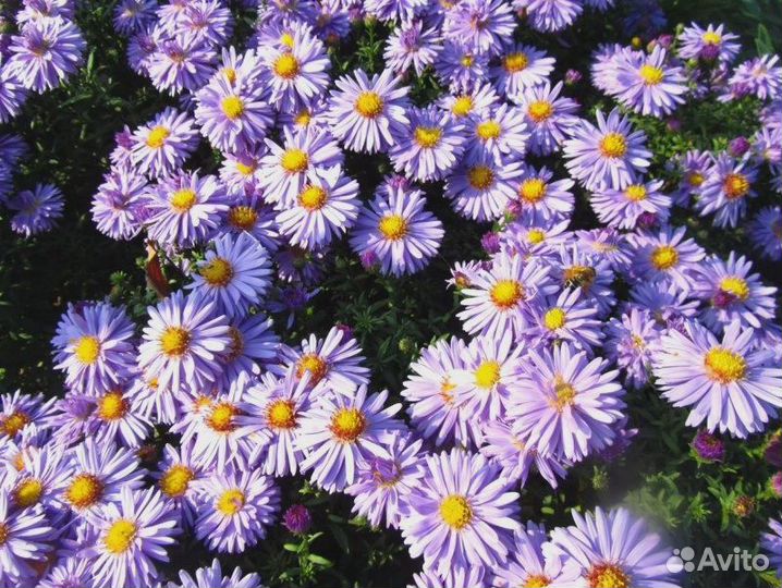 Продажа растений из сада