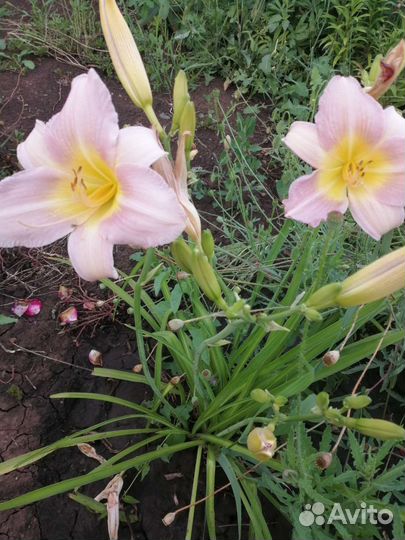 Лилейники и лилии