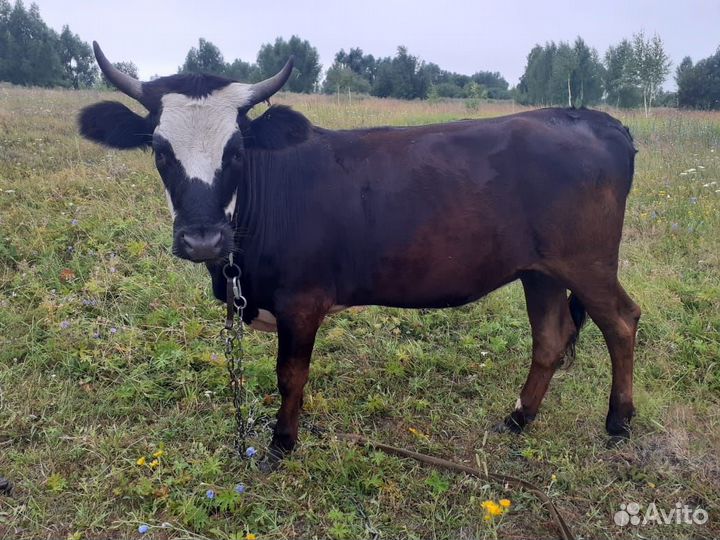 Телки стельные