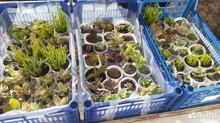 Кактусы и суккуленты