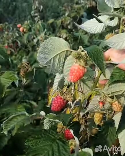 Ремонтантная малина