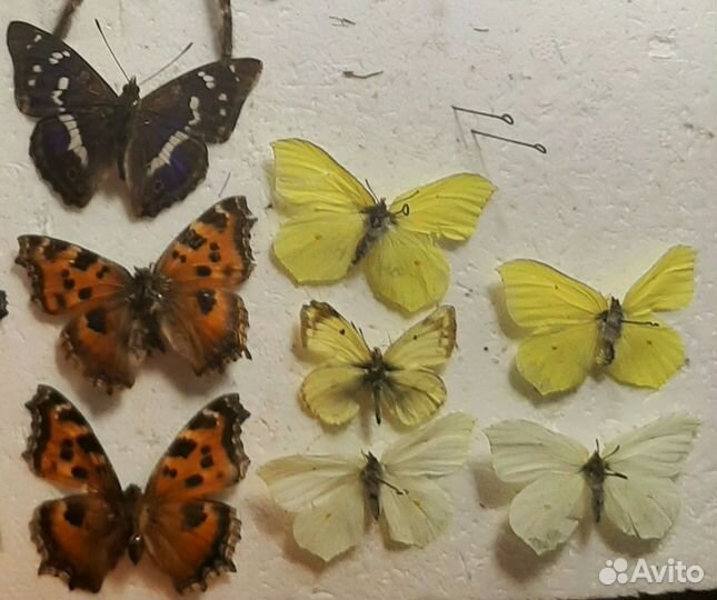 Бабочки