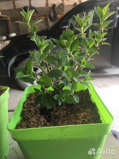 Гортензия Самарская Лидия