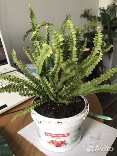 Папоротник