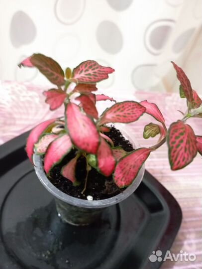 Фиттония,эписция