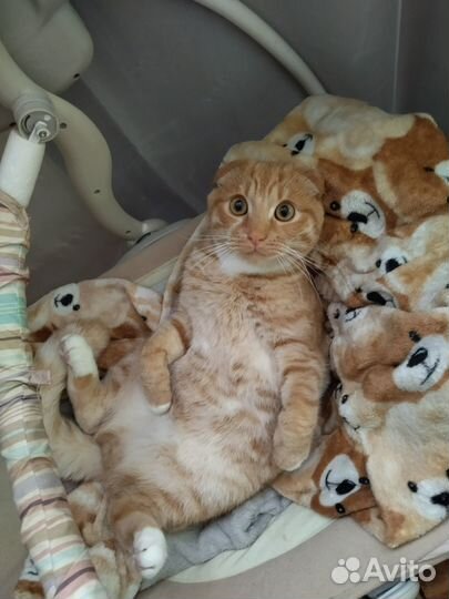 Домашние животные кошки