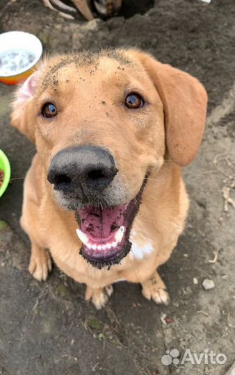 Собака кобель