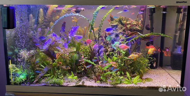 Аквариумные растения