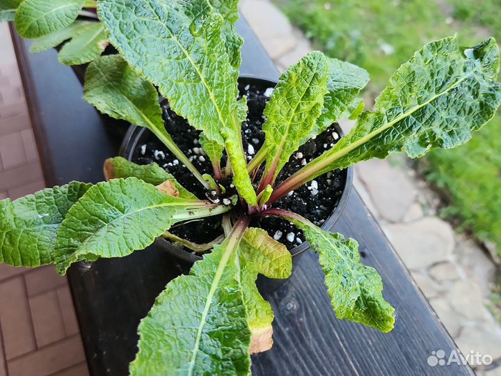 Примула махровая Беларина