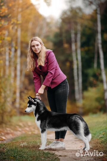 Профессиональный хендлер и грумер