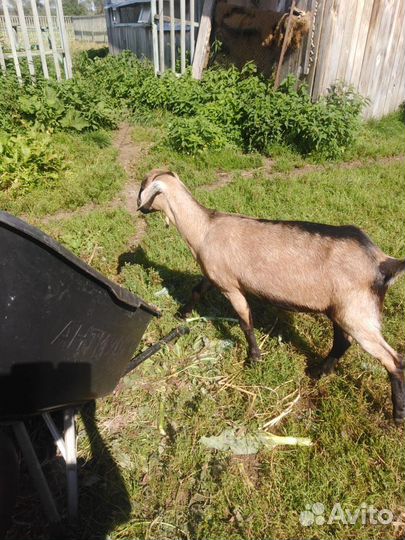 Козлята от нубийского козла
