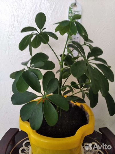 Диффенбахия, шеффлера, юкка