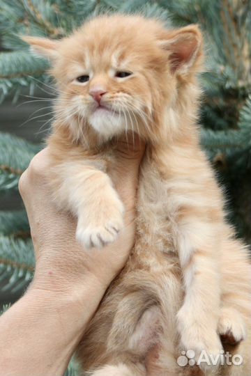 Мейн кун котята