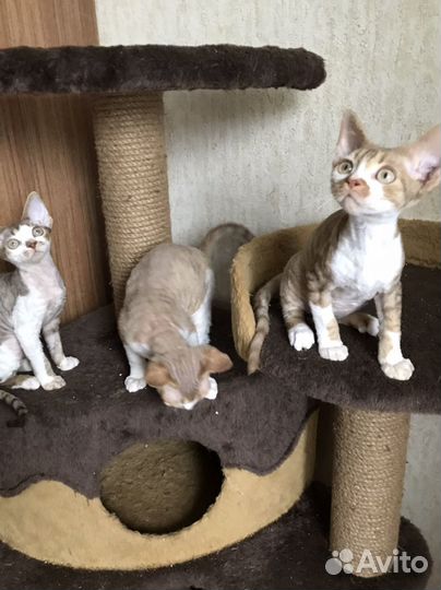 Котята девон-рекс мальчики