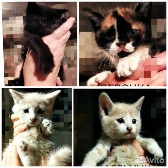 Котята в добрые ручки