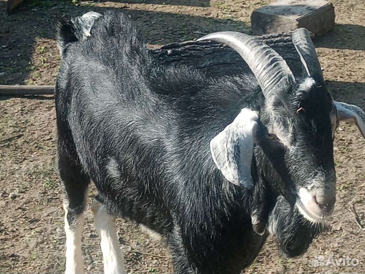 Козочки, козёл на вязку