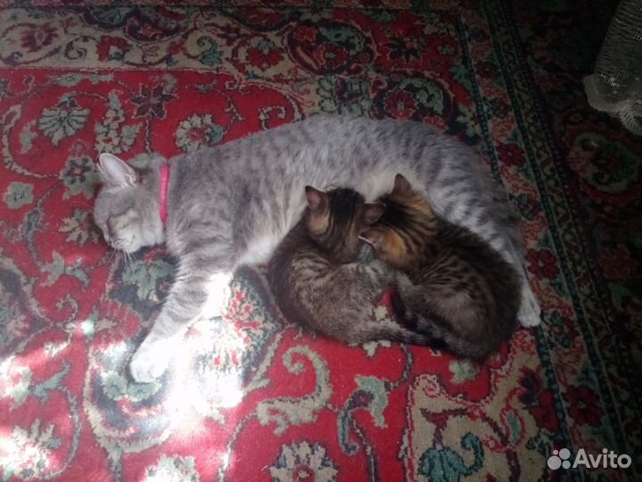 Котята в добрые руки