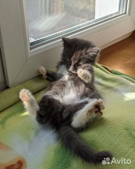Котята от британской кошки