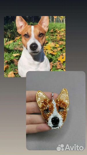 Джек рассел терьер