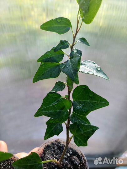 Плющ хедера сортовой