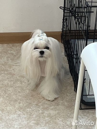 Мальтезе вязка