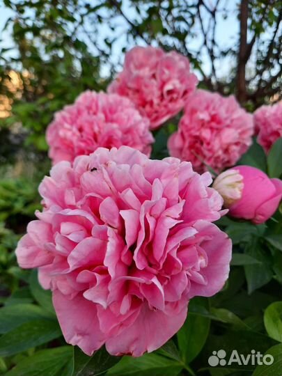 Пионы сортовые