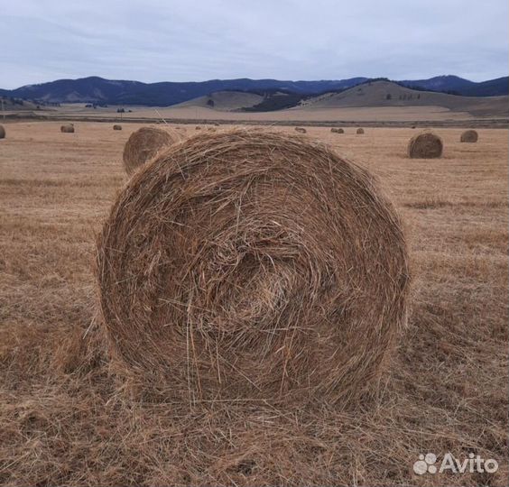 Сено в тюках