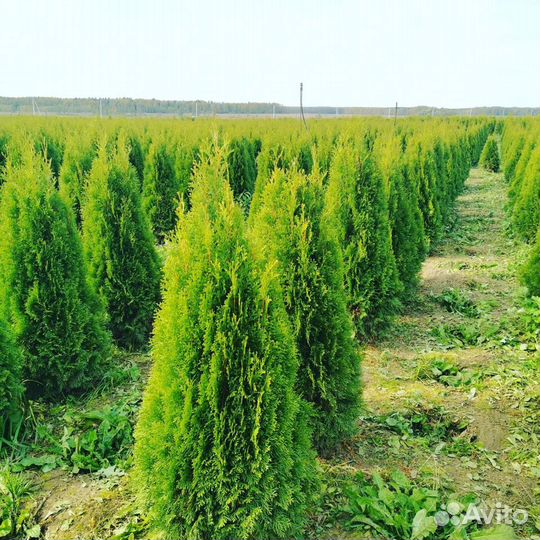Туя западная Смарагд