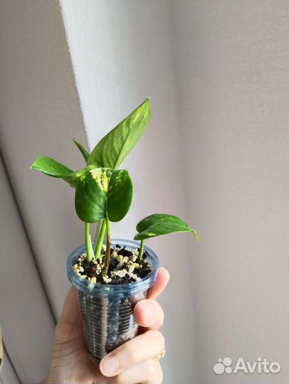 Эпипремнум золотистый