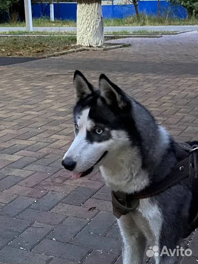 Сибирский хаски в добрые руки