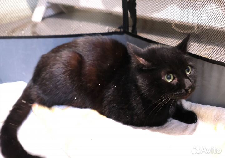 Чёрный трогательный Котя